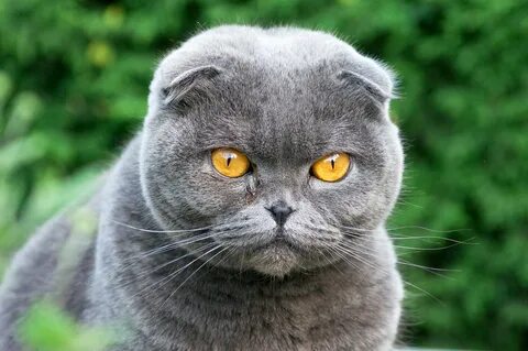Кот британец вислоухий