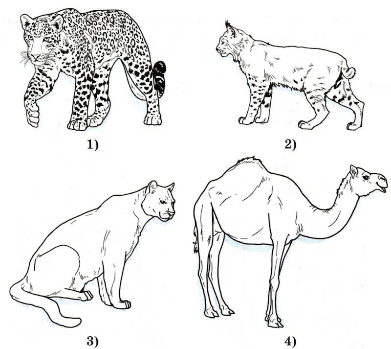 Скелет млекопитающего 7 класс биология. Классификация волка. Впр по биологии 7 класс животные зоология. К какому классу относится животных строение головного мозга. Животные воронежского края.