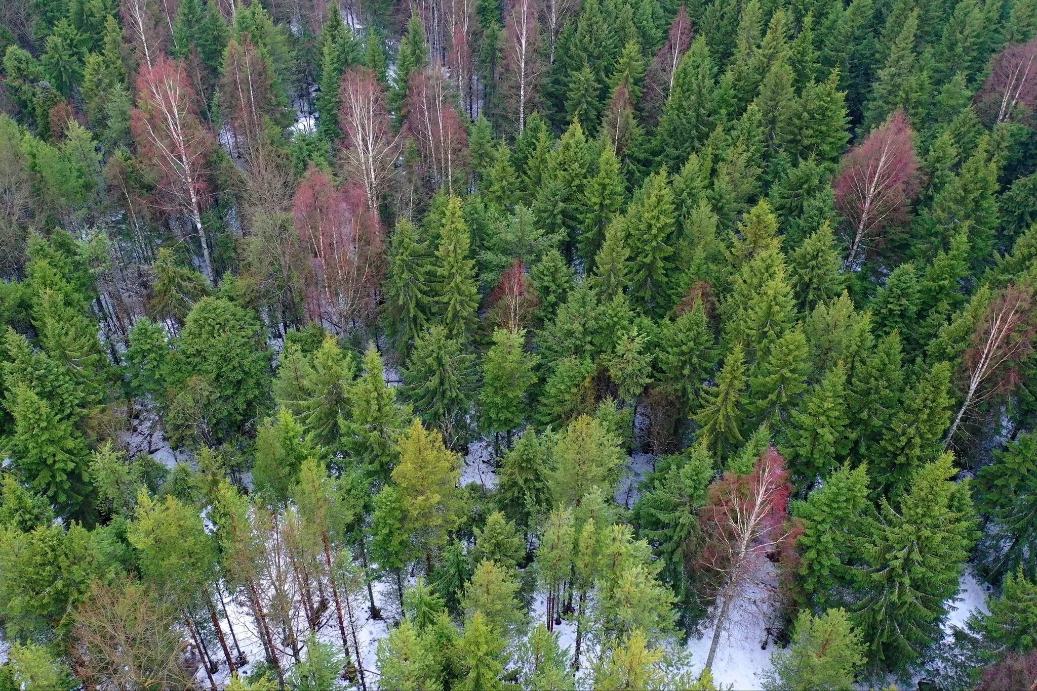 Хвойные леса на территории россии. Койгородский национальный парк. Национальный парк Зигальга лес. Лес Водлозёрский национальный парк,. Токинско-становой национальный парк.