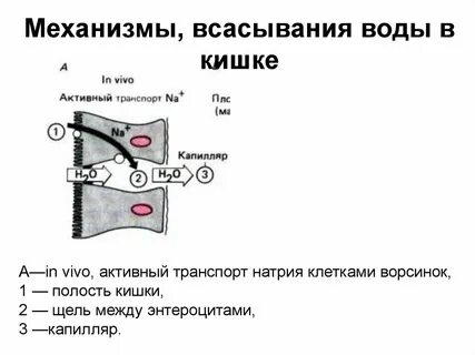 Всасывание минеральных веществ