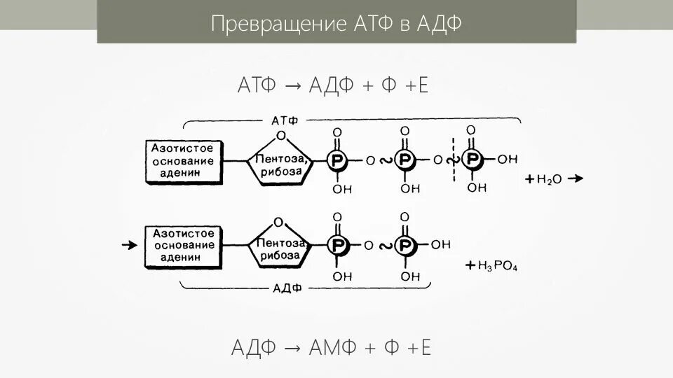 Атф основания. Схема строения АТФ И превращения ее в АДФ. Схема превращения АТФ В АДФ. Структура АТФ превращение АТФ В АДФ.