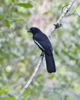 Шарлармен бірге қынапқа мүше енгізу