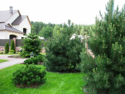 Питомник крупномеров
