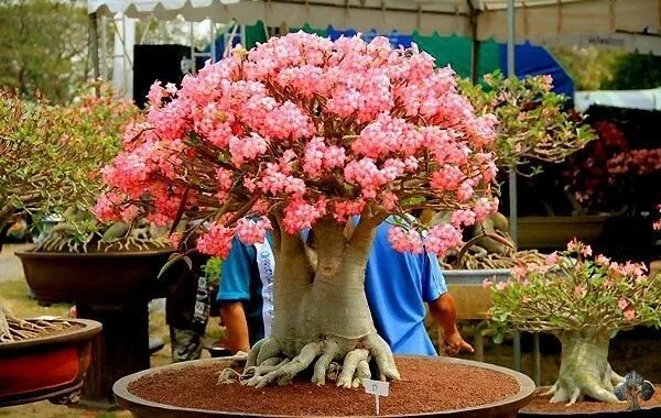 ป ก พ น โ ด ย Gisela Matos ใ น garden ต น ไ ม, ข อ ง เ ก า