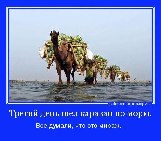 Собака лает караван идет пословица. Караван идет. Собаки лают Караван идет. Поговорка Караван идет. Собаки лают Караван идет юмор.