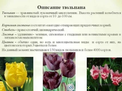 Сколько дней тюльпаны