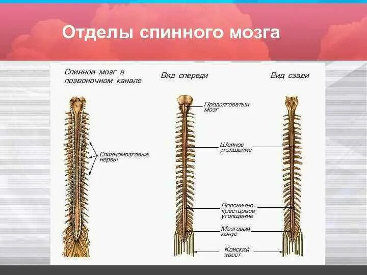 Сколько отделов имеет. Шейный отдел спинного мозга. Строение спинного мозга отделы. Дистальный отдел спинного мозга. Обозначить отделы спинного мозга.