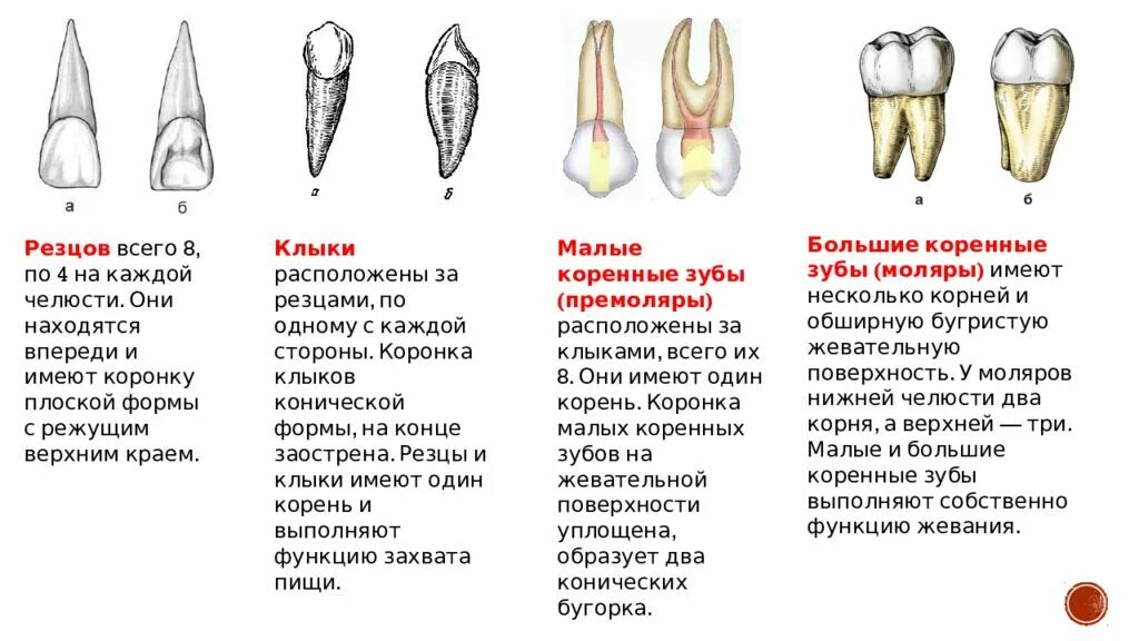 Почему зубы отличаются между собой. Строение резца зуба. Общая анатомия зубов. Резцы. Клыки. Строение коронки рехацов. Зубы анатомия резцы клыки.