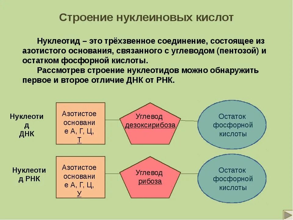 Строение нуклеотида ДНК И РНК. Схема строения нуклеотида ДНК. Строение нуклеиновых кислот и их роль. Строение нуклеиновых кислот ДНК И РНК. Масса одного нуклеотида днк