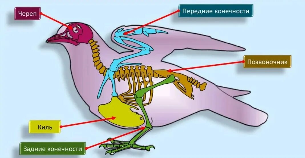 В позвоночнике птиц 2 отдела. Скелет птицы киль. Биология 7 класс внутреннее строение птиц скелет. Кости позвоночника скелета птицы. Киль грудной кости у птицы.