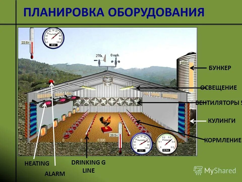 бункер кормовой биг дачмен. весы для птицефабрики. индекс птичник. курятник внутри для несушек. куриная ферма.