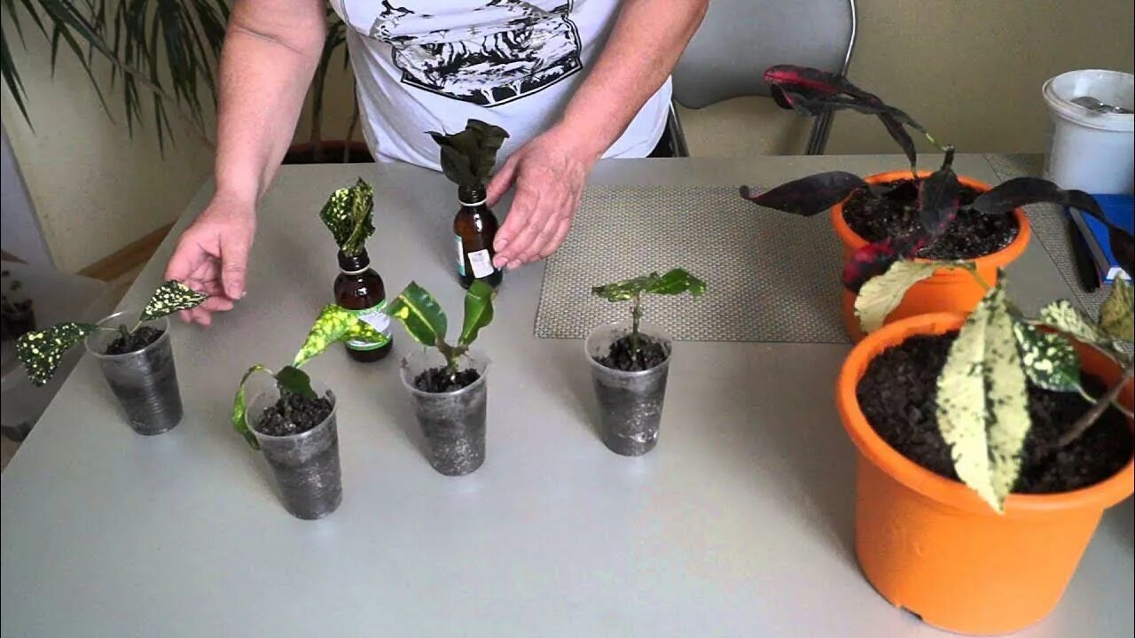 Grow Hibiscus From Leaf - New Method - YouTube