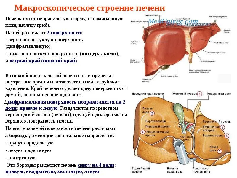 Висцеральная железа. Борозды печени на висцеральной поверхности. Строение печени висцеральная поверхность. Печень строение анатомия висцеральная поверхность. Печень снизу схема.