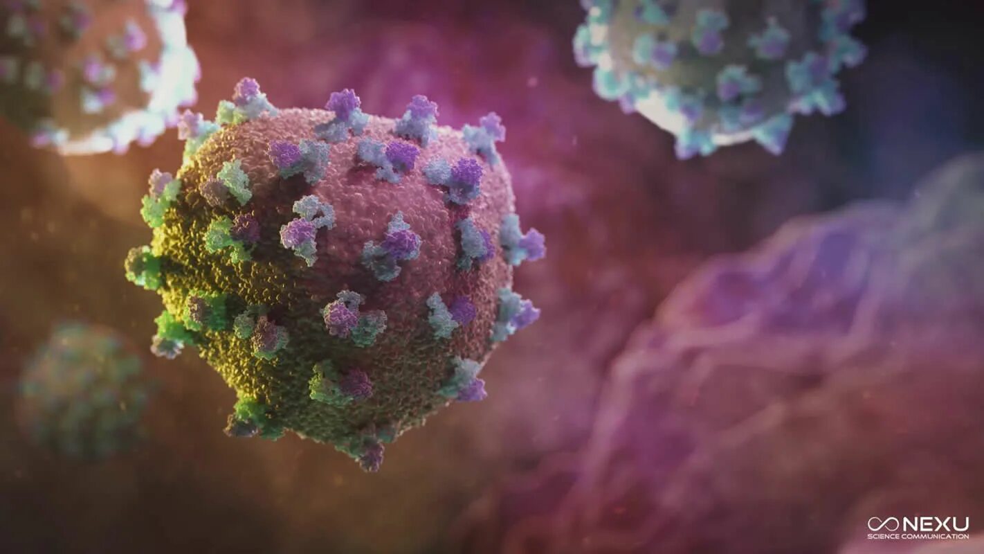 Hcv c