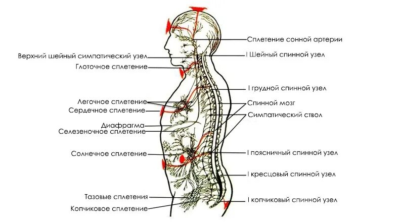 Нервные узлы сплетения. Проекция шейных симпатических узлов. Шейные узлы симпатического ствола. Шейный отдел симпатического ствола схема. Нервная система человека солнечное сплетение.