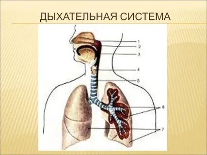 Верхние органы дыхания