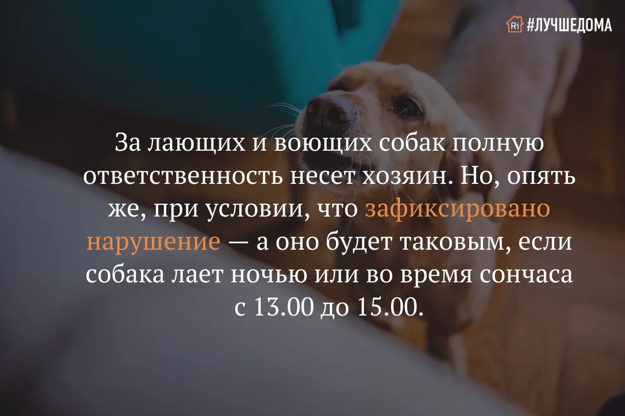 Собака постоянно лает. Собака лает ночью. К чему лают собаки ночью. Ночью собаки лают стихи.