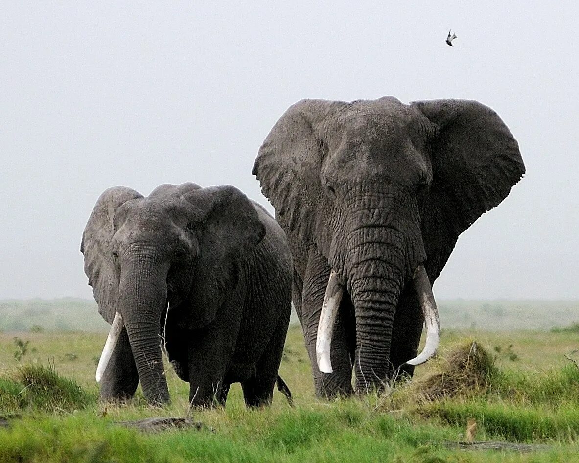 Африканский саванный слон. Африканский слон (самка). Африканский слон самка и самец. Самки слонов. Elephants time