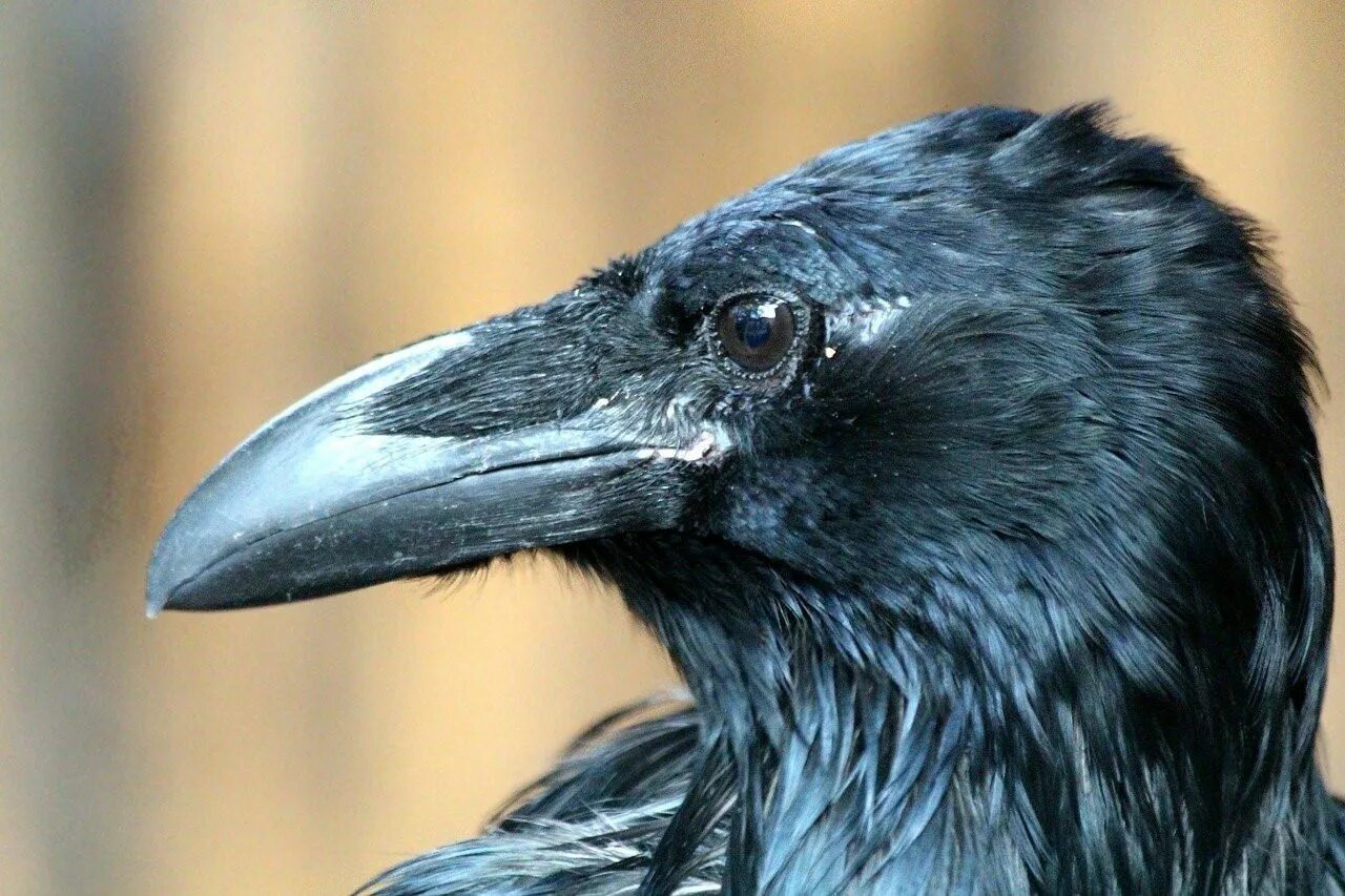 Ворон и ворона клюв. Черный ворон Corvus Corax. Корвус Коракс. Corvus Corax птица. Корвус Коракс с вороном.