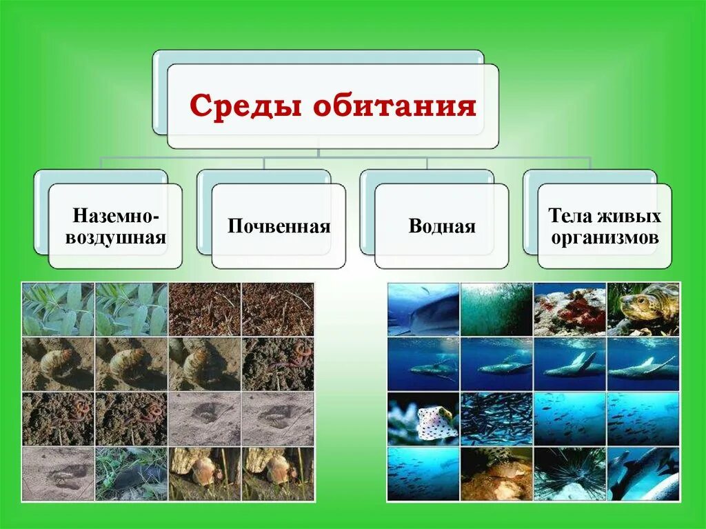 Среда обитания. Средыобитаня живых организмов. Среды обитания организмов. Среды обитние организмов. Среда обитания вода 5 класс биология