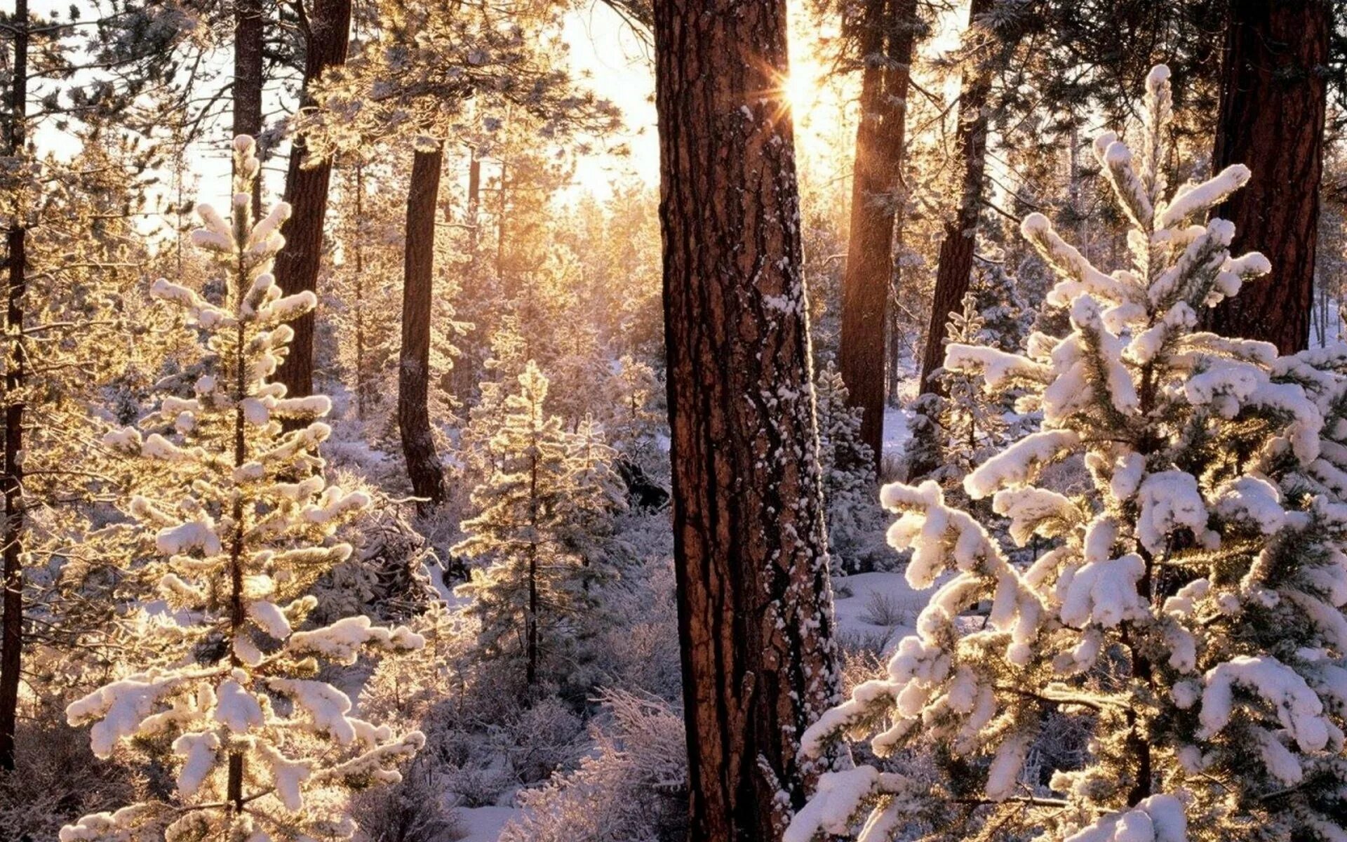 Сосны и ели под солнцем. Зимний лес. Зимой в лесу. Заснеженный лес. Хвойный лес зимой.