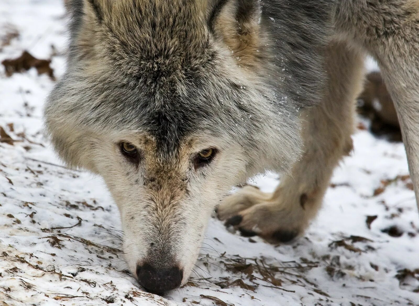Canis Lupus ареал. Найти Волков. Как узнать волка.