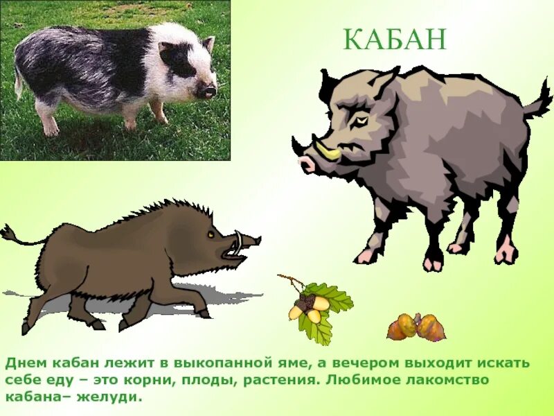 Способ питания кабанов