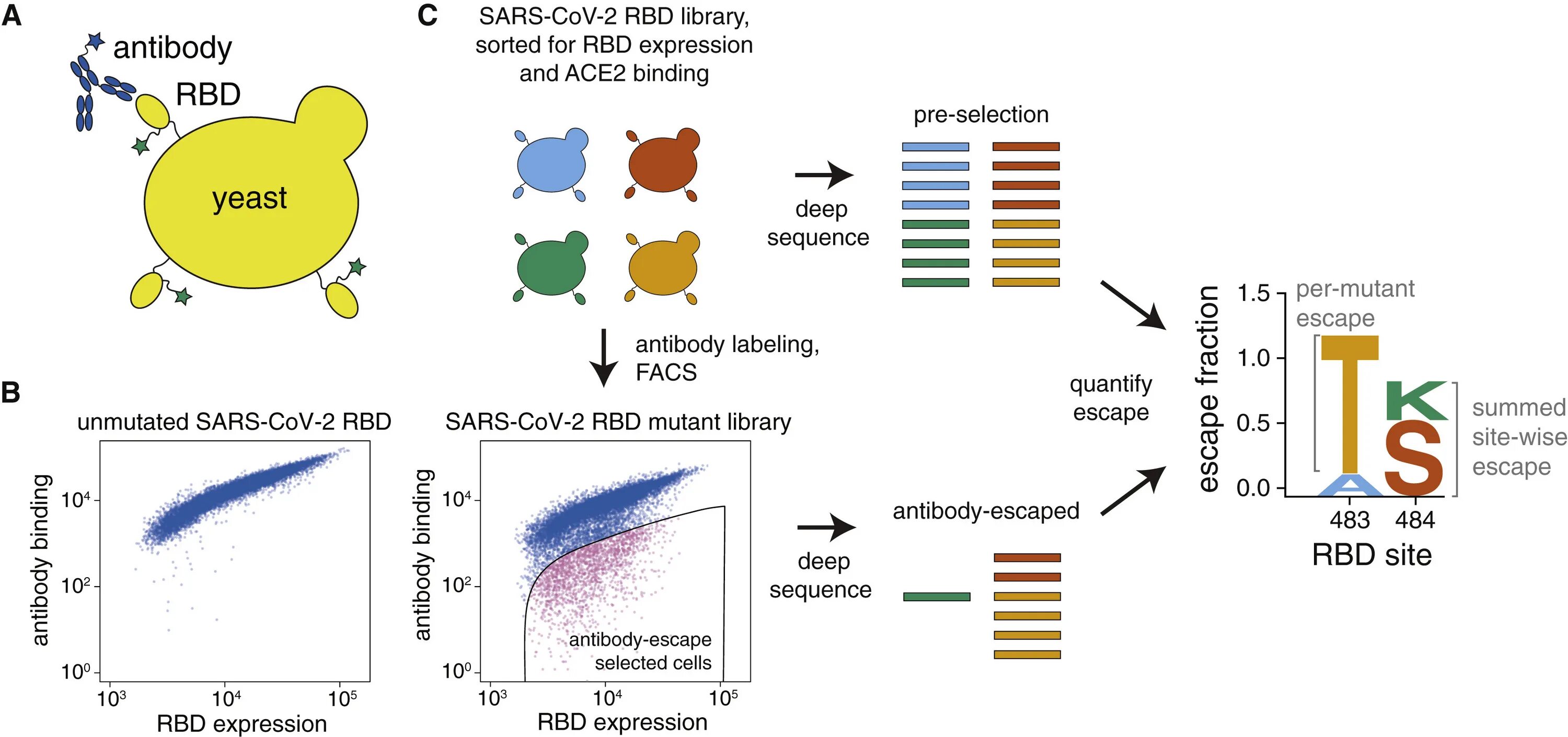 Вирус sars cov 2 отнесен к группе. SARS cov-2 RBD. SARS cov-2 Mutations. SARS-cov и SARS-cov-2 отличия. Development of Therapeutic antibodies.