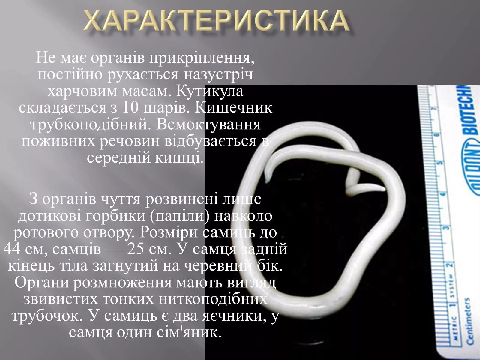 Образ жизни аскариды человеческой. Общая характеристика аскариды. Аскарида характеристика. Аскарида человеческая характеристика. Аскарида краткая характеристика.