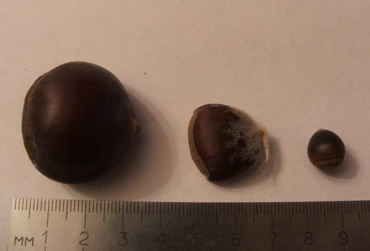 Каштан размеры. Каштан орех. Каштан размеры. Каштан размеры. Каштан конский обыкновенный дерево.