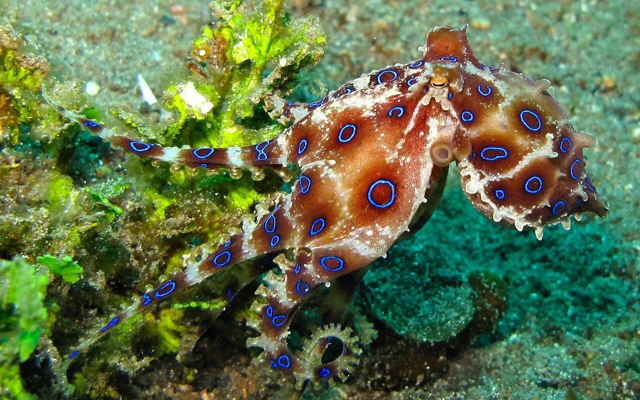 Синекольчатый осьминог. Сине кольчетый осм5ног. Австралийский Синекольчатый осьминог. Семиколъчетый осменок.