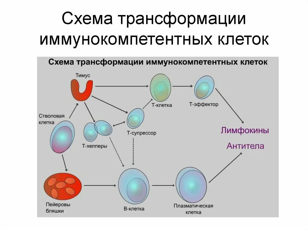 Трансформация клеток. Схема органы иммунитета и иммунокомпетентные клетки. схема дифференцировки иммунных клеток. иммунокомпетентные клетки фагоциты и схема. дифференцировка клеток иммунной системы.