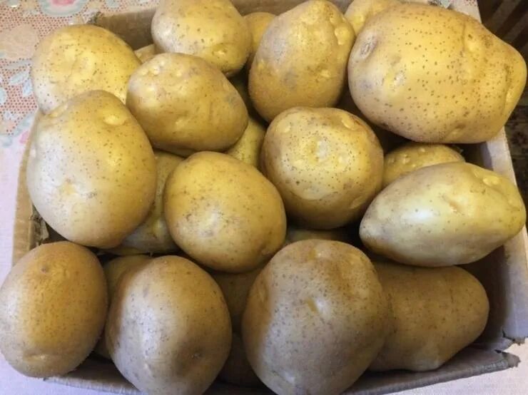 Картофель Любимец - описание сорта, вкусовые качества, фото, отзывы