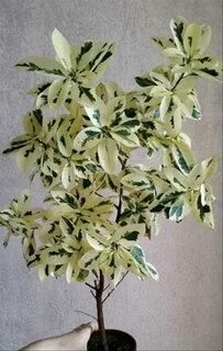 Фикус альбомаргината