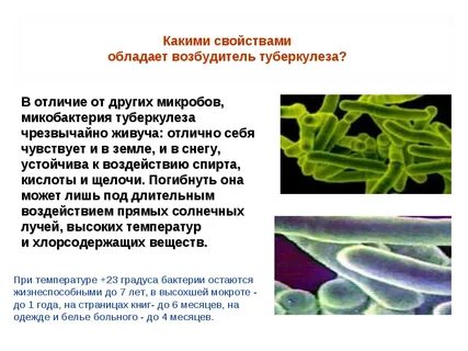 Известно что туберкулезная палочка вид