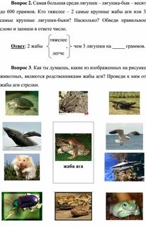 Впр лягушка