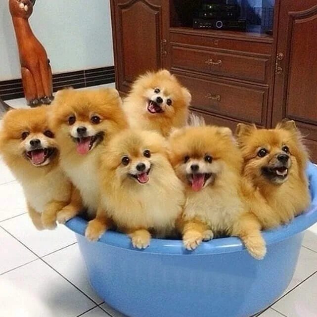 Много шпицев. Много шпицев. Порода шпиц померанец. Щенки немецкого померанского шпица. Прикольные шпицы.