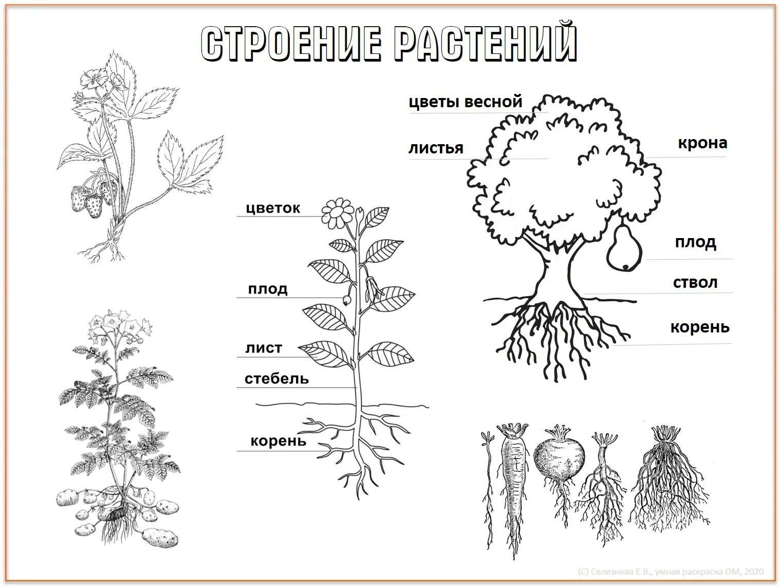 Строение растения. Части растения схема. Части растений раскраска. Части растения раскрас.