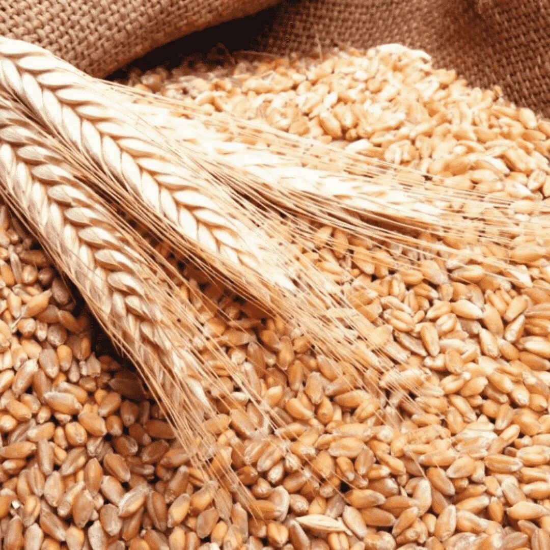 Пшеница. Зерновые культуры. Пшеничное зерно. Пшеница необработанная.