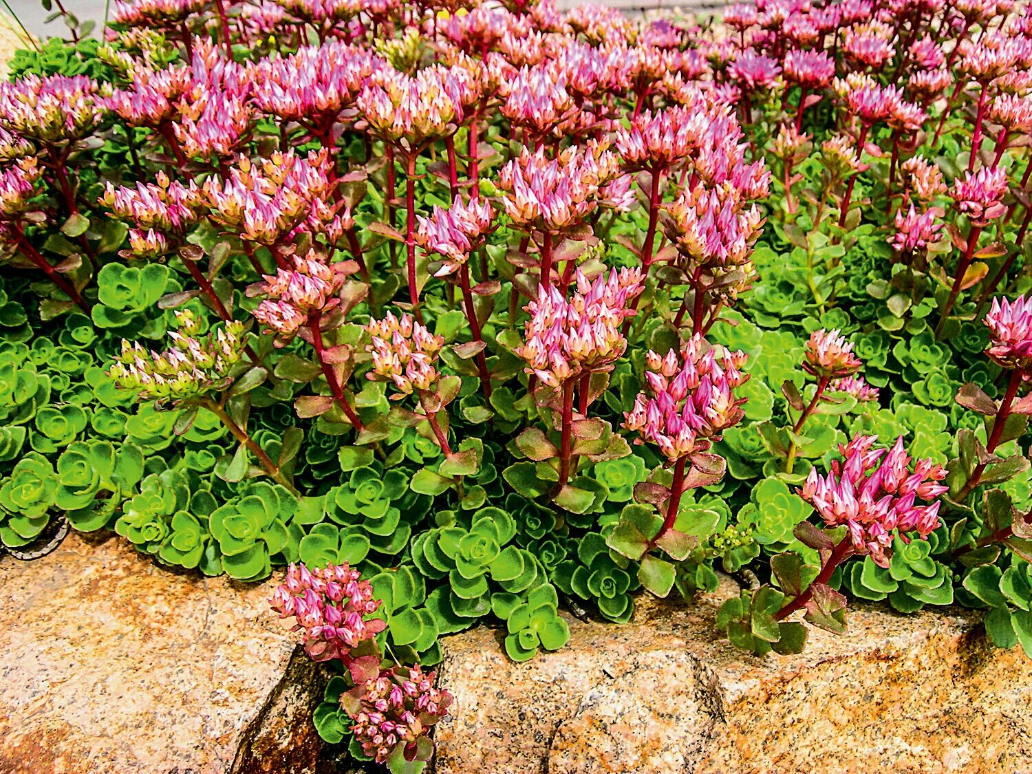 Sunny spots call for sedums Succulents, Sedum, Planting bulbs