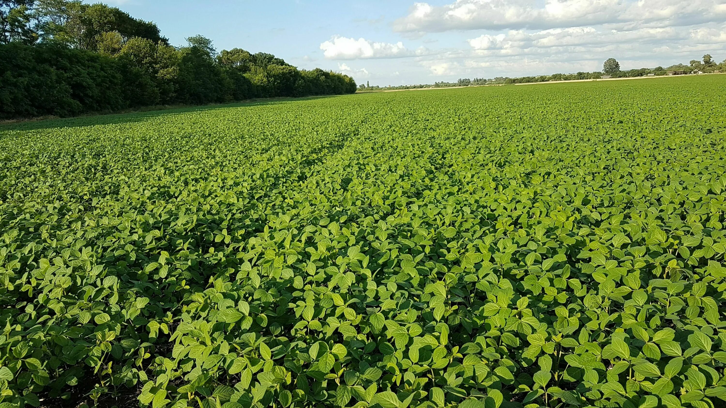 соя. семена сои. соя. соевые поля. сои сорт «максус».
