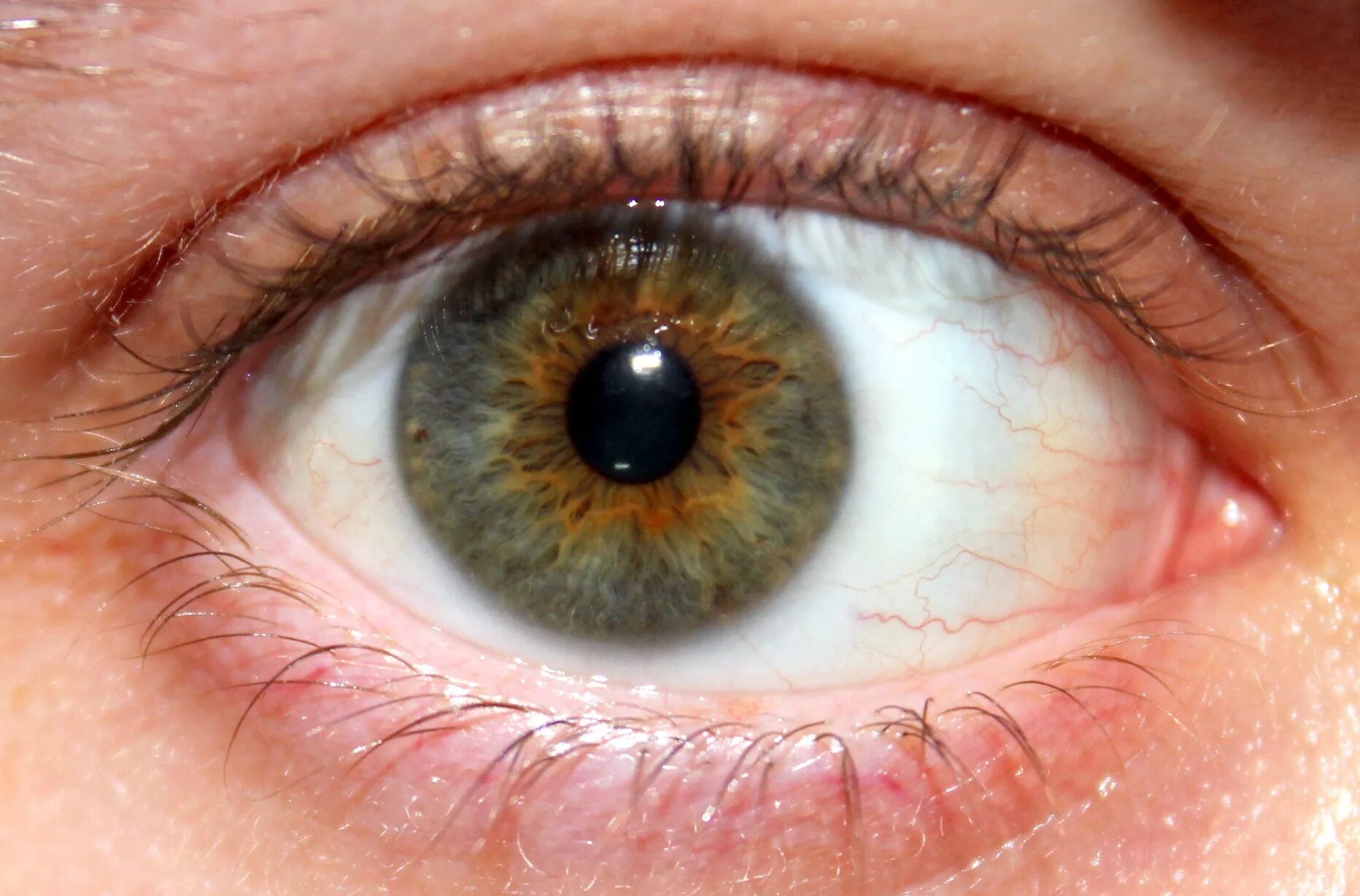 Зелено голубо желтые глаза. Hazel Green цвет глаз. Хейзел Грин цвет глаз. Chuck Hazel цвет глаз. Гетерохромия Радужки.