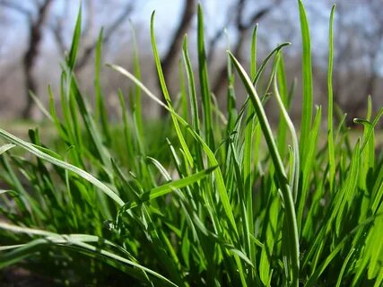 Grass plant