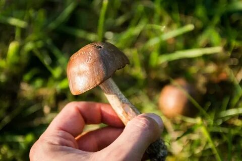 Collecting mushrooms