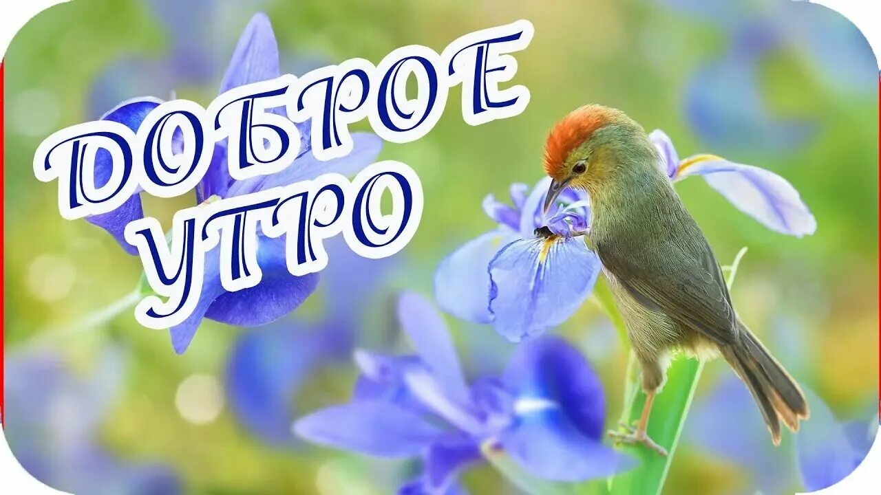 Доброе утро хорошего дня весенняя природа