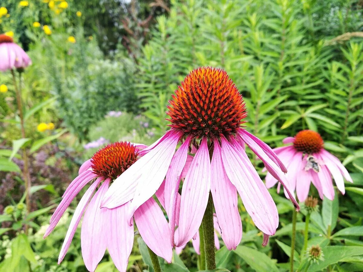 Фото эхинацеи многолетней. Эхинацея Echinacea Firebird. Рудбекия пурпурная. Эхинацея Rubinstein. Эхинацея пурпурная ред Барон.