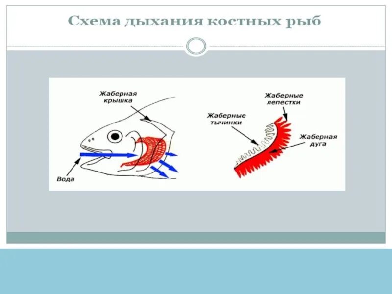 Строение жабр. Как передвигаются и дышат животные. Животные дышат передвигаются схема. Способы дыхания косных руб.