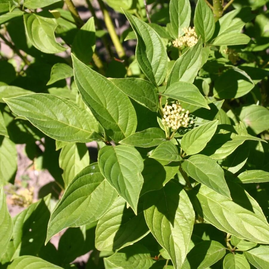 Дёрен отпрысковый Flaviramea. Дерен отпрысковый "Flaviramea" ("Флавирамеа"). Дерен побегоносный Флавирамеа. Дерен флавирамеа