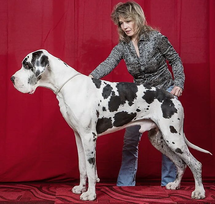 щенок дога москва. Great danes порода собак. немецкий дог. щенок дога москва. щенок дога москва.