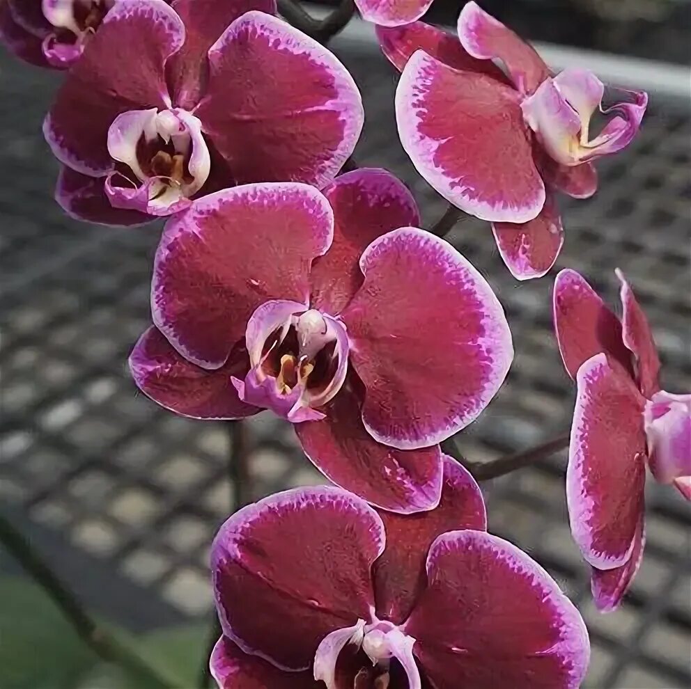 фаленопсис блэк принц. фаленопсис черный лебедь. орхидея fredclarkeara after dark 'svo black pearl'. Black swan орхидея. фаленопсис блэк принц.